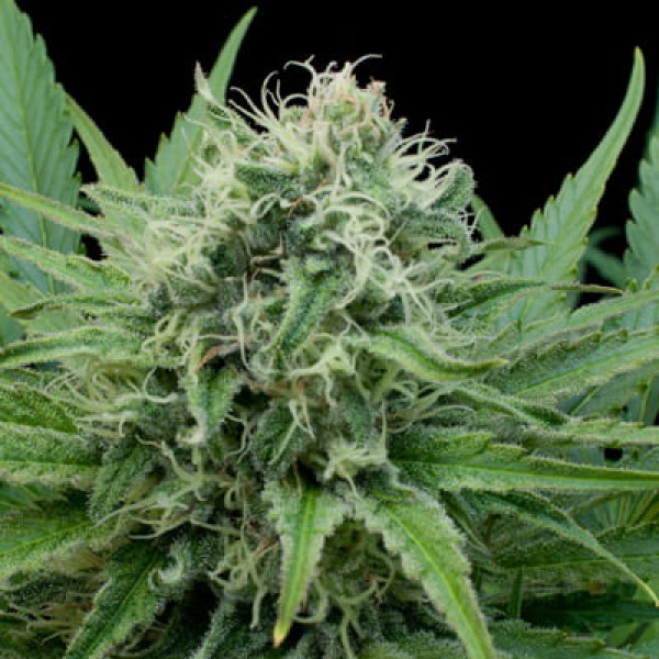 Семена марихуаны Raw Diesel fem. G13 Labs