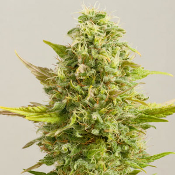 Семена марихуаны Royal Kush fem. G13 Labs