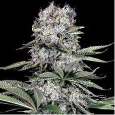 Runtz 13 feminised (G13 Labs)