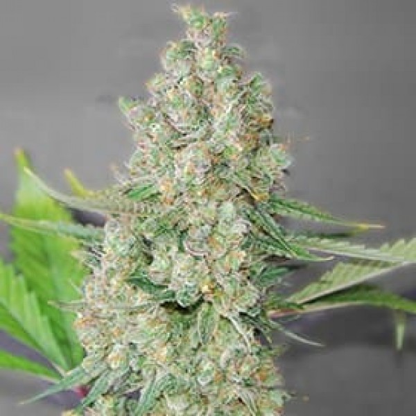 Насіння марихуани Super Skunk fem. G13 Labs