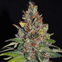 Tropical Punch feminised (G13 Labs)