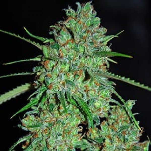Семена марихуаны White Critical fem. G13 Labs