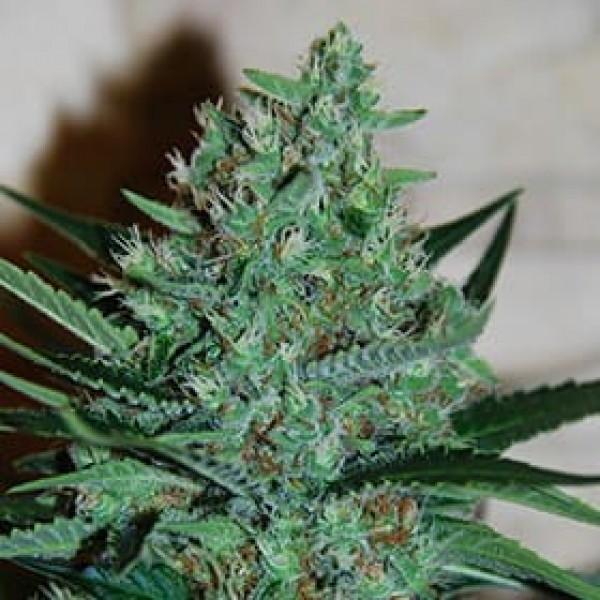 Семена марихуаны White Lavender fem. G13 Labs