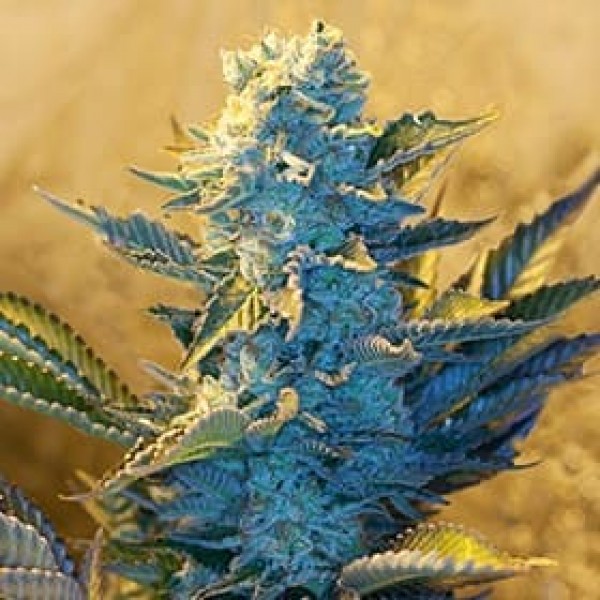 Семена марихуаны White Widow fem. G13 Labs