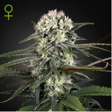 Bomb auto feminised (Green House Seeds)