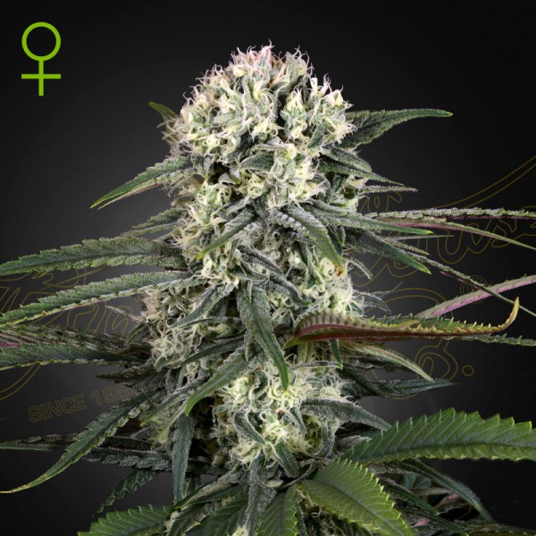 Семена марихуаны Bomb autofem. Green House Seeds