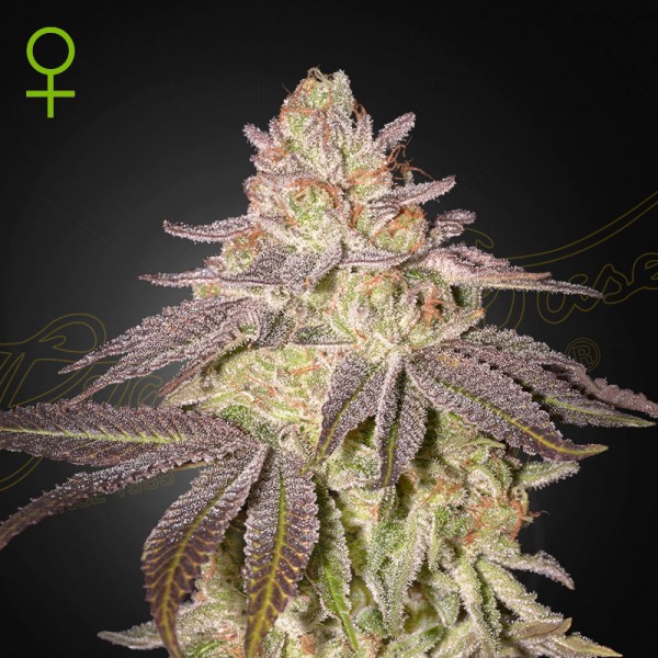 Насіння коноплі Green House Seed auto Black Toffee feminised