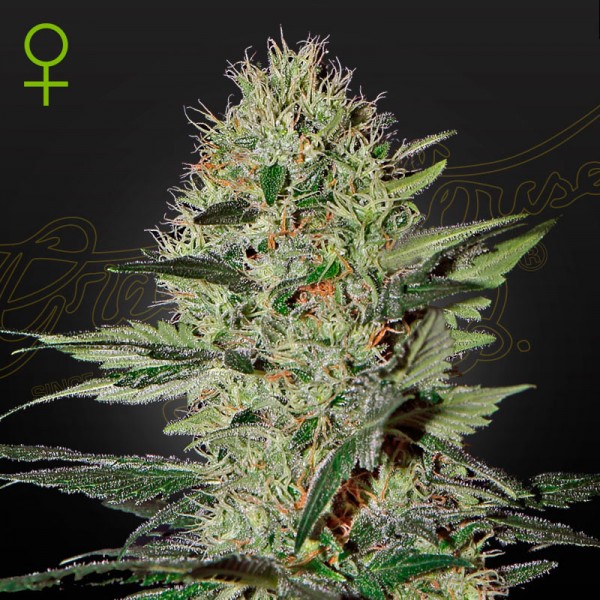 Насіння марихуани Exodus Cheese autofem. Green House Seeds