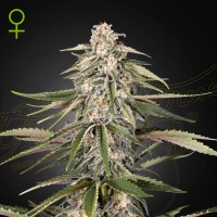 Green-O-Matic auto feminised (Green House Seeds)