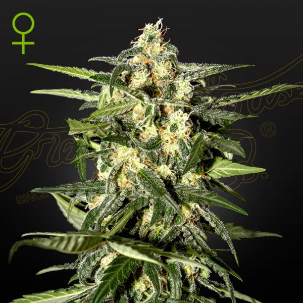 Семена марихуаны Jack Herer autofem. Green House Seeds