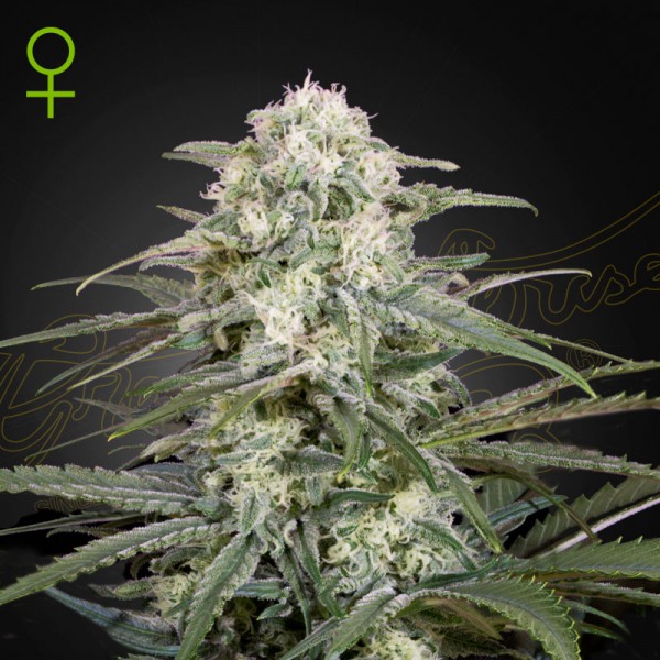 Насіння марихуани Kalashnikova autofem. Green House Seeds