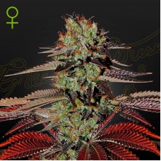 Green House Seed auto King’s Kush feminised