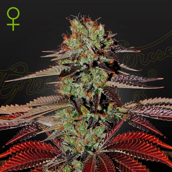 Семена конопли Green House Seed auto King’s Kush feminised