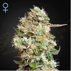 Green House Seed auto King’s Kush CBD feminised