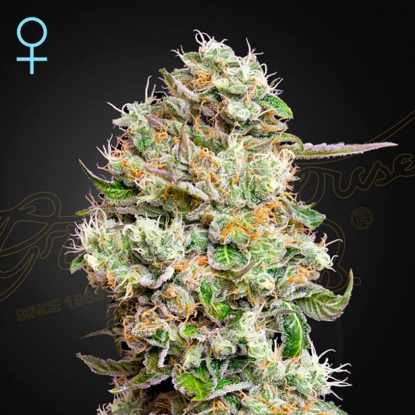 Насіння коноплі Green House Seed auto King’s Kush CBD feminised