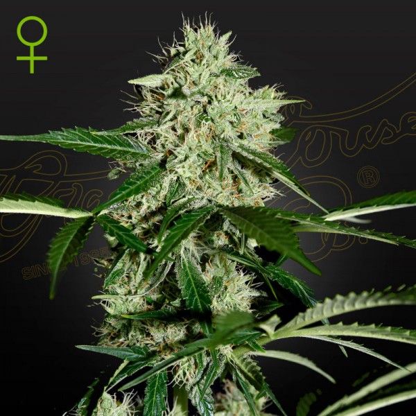 Семена марихуаны Northern Lights autofem. Green House Seeds