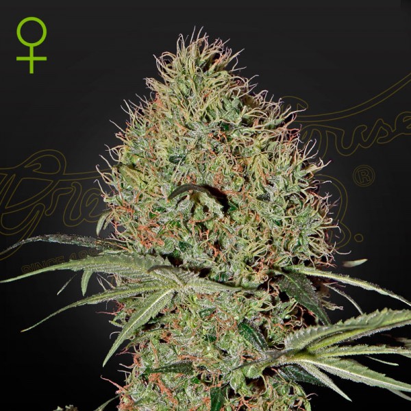 Насіння марихуани Super Bud autofem. Green House Seeds
