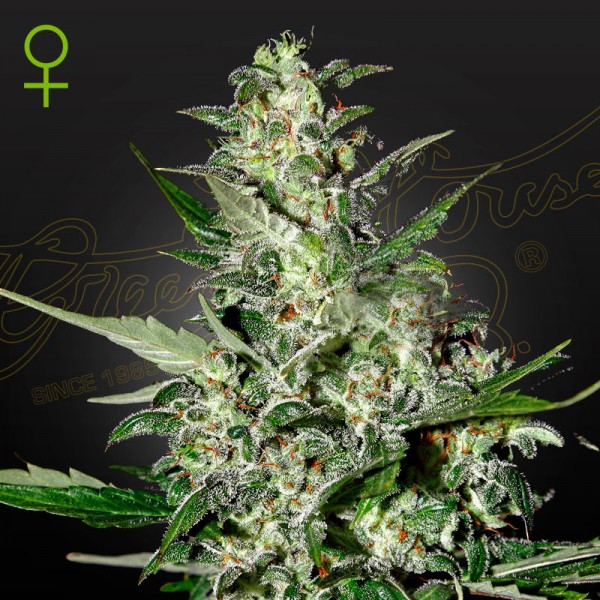Насіння марихуани Super Critical autofem. Green House Seeds