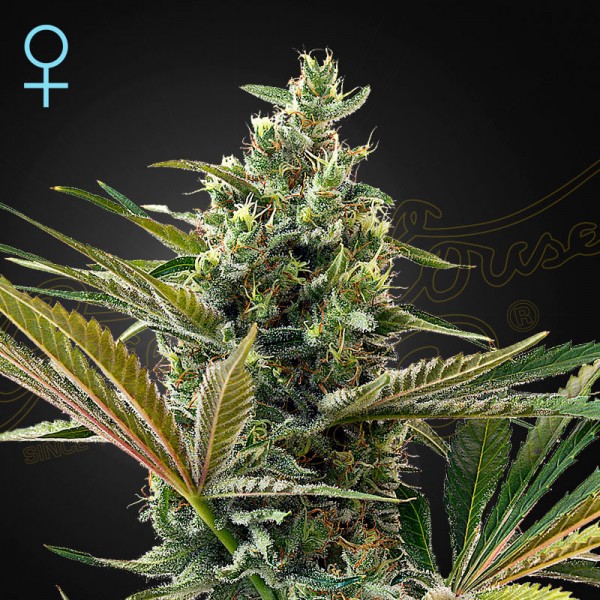 Насіння марихуани Super Lemon Haze CBD autofem. Green House Seeds