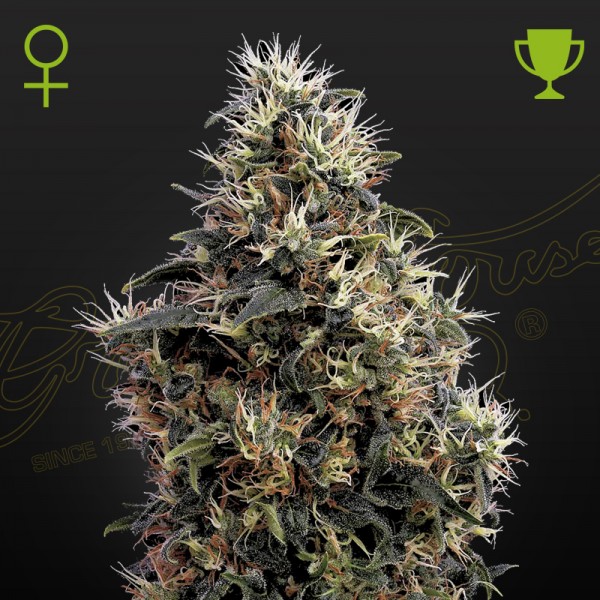 Насіння марихуани Sweet Mango autofem. Green House Seeds