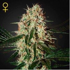 Arjans Haze 3 feminised (Green House Seeds)