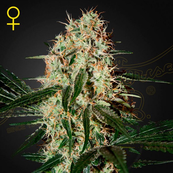 Семена марихуаны Arjans Haze 3 fem. Green House Seeds
