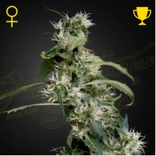 Arjans Ultra Haze 2 feminised (Green House Seeds)