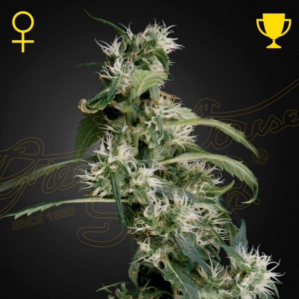 Семена марихуаны Arjans Ultra Haze 2 fem. Green House Seeds