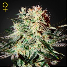 Arjans Strawberry Haze feminised (Green House Seeds)