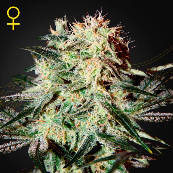 Семена марихуаны Arjans Strawberry Haze fem. Green House Seeds