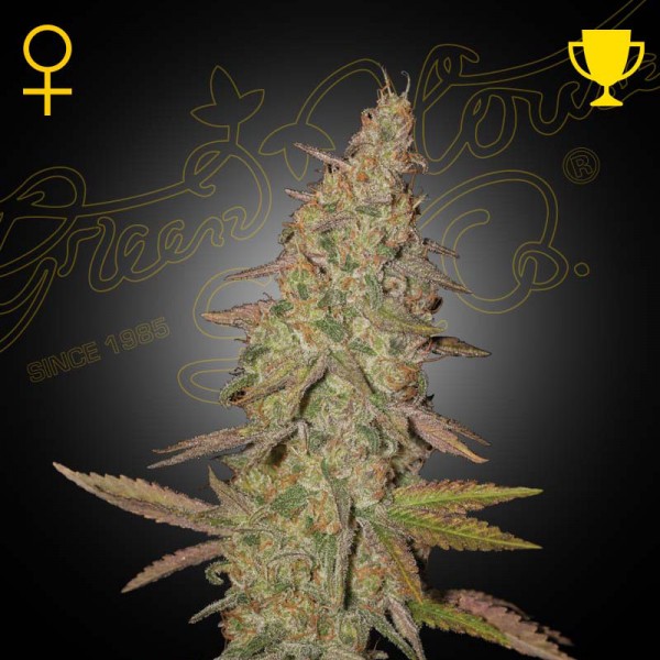 Семена марихуаны Arjan'S Ultra Haze 1 fem. Green House Seeds