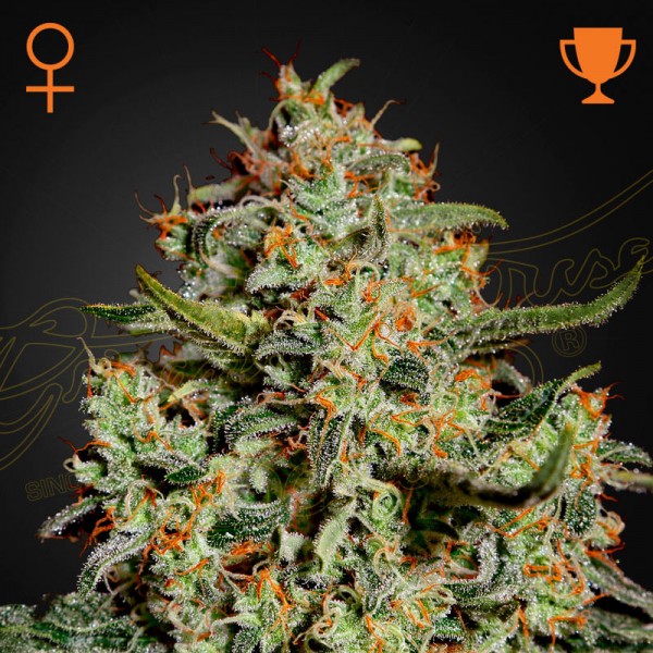 Насіння марихуани Big Bang fem. Green House Seeds