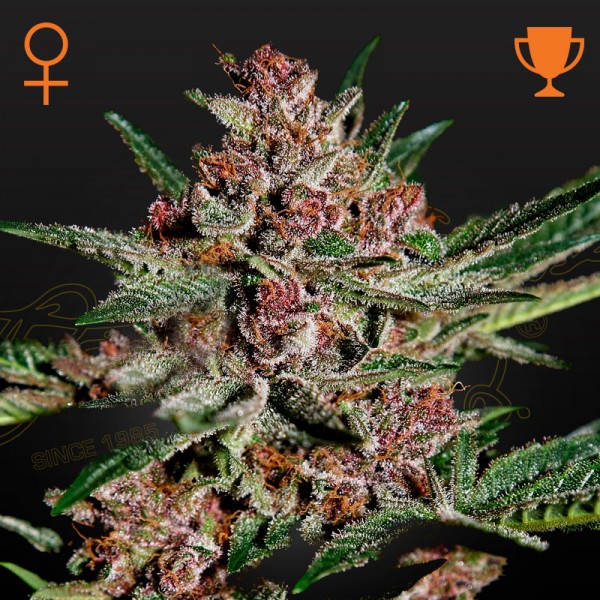Семена марихуаны Bubba Kush fem. Green House Seeds