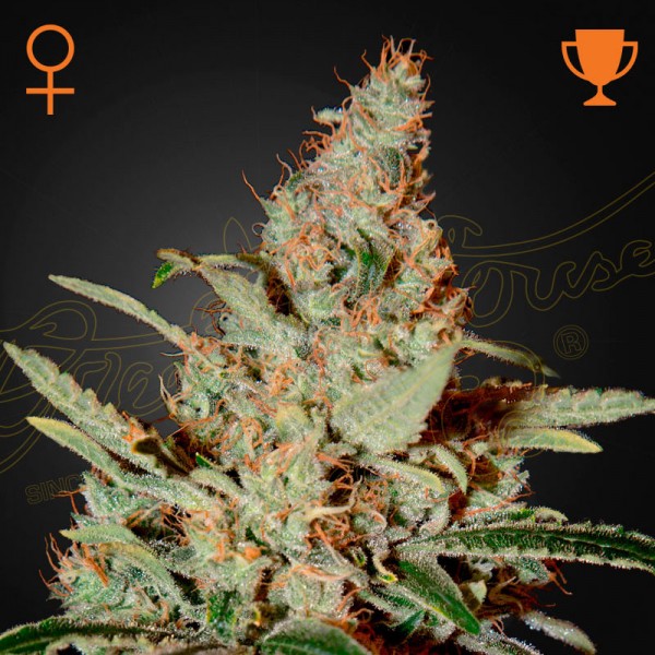 Насіння марихуани Chemdog fem. Green House Seeds