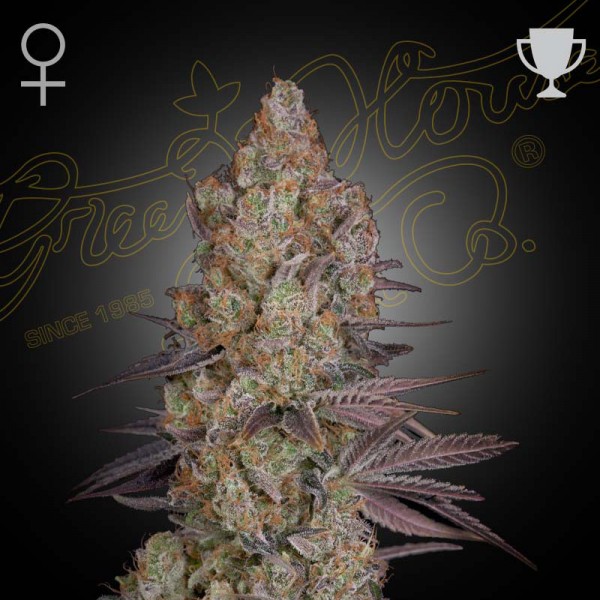 Семена марихуаны Exodus Cheese fem. Green House Seeds