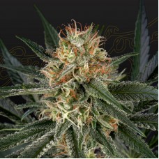 Gh Cheese feminised (Green House Seeds)