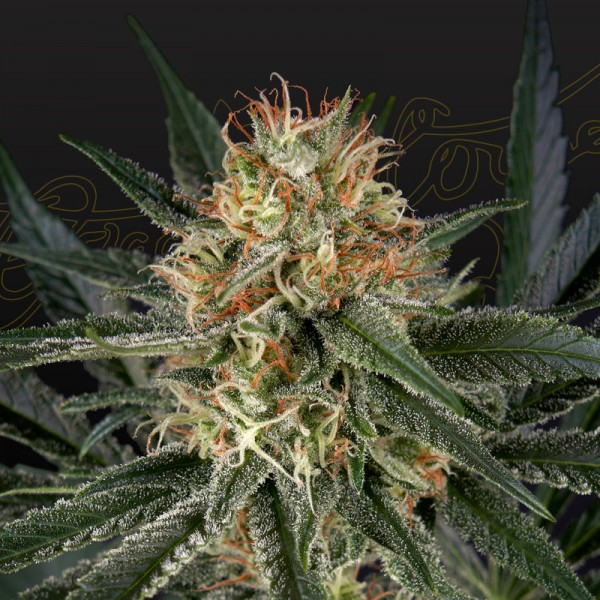 Семена марихуаны Gh Cheese fem. Green House Seeds