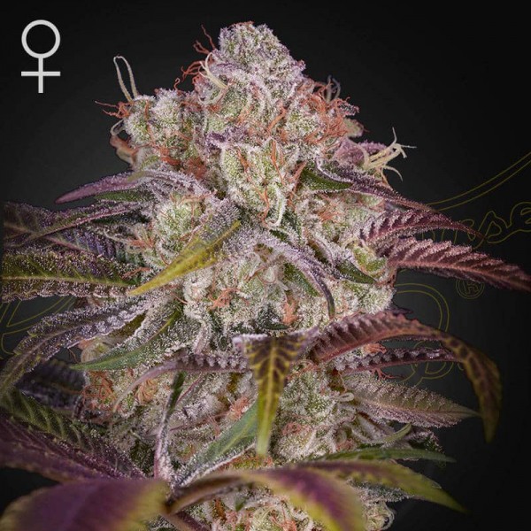 Насіння коноплі Green House Seed Gran Jefa Feminised