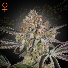 Great White Shark feminised (Green House Seeds)