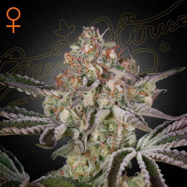 Насіння марихуани Great White Shark fem. Green House Seeds