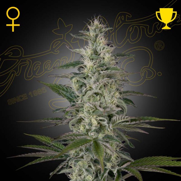 Насіння марихуани Hawaiian Snow fem. Green House Seeds