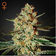 Himalaya Gold feminised (Green House Seeds)