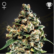 Jack Herer feminised (Green House Seeds)