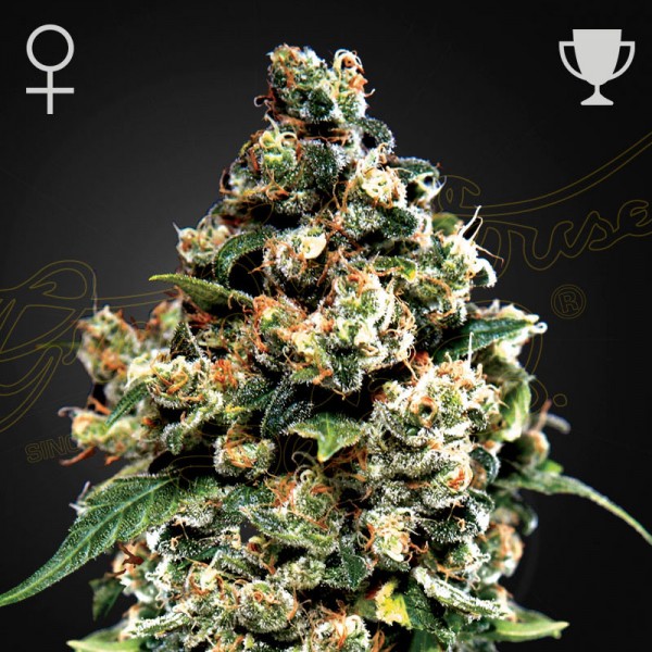 Насіння марихуани Jack Herer fem. Green House Seeds