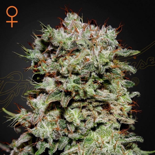Семена марихуаны Kalashnikova fem. Green House Seeds