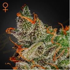 Kings Kush feminised (Green House Seeds)