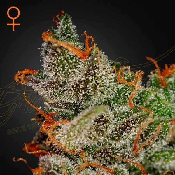 Семена марихуаны Kings Kush fem. Green House Seeds