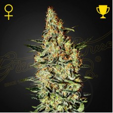 Nevilles Haze feminised (Green House Seeds)