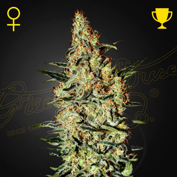 Насіння марихуани Nevilles Haze fem. Green House Seeds