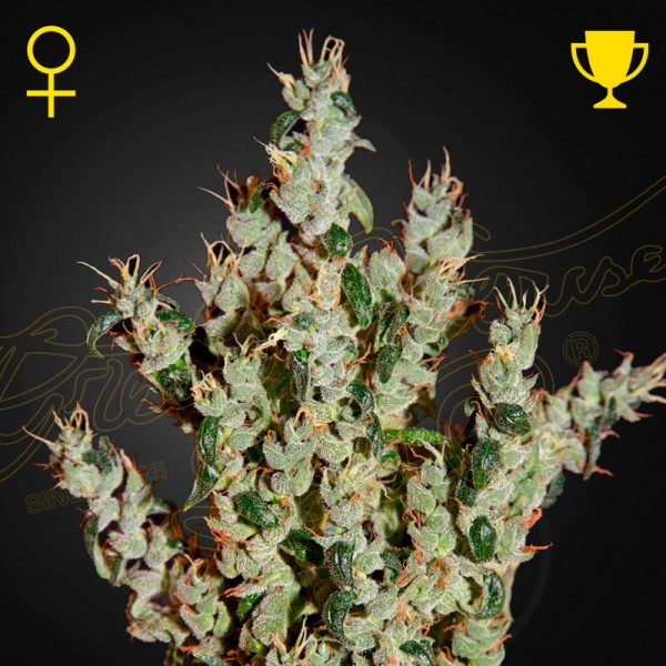 Насіння марихуани Nl5 Haze Mist fem. Green House Seeds